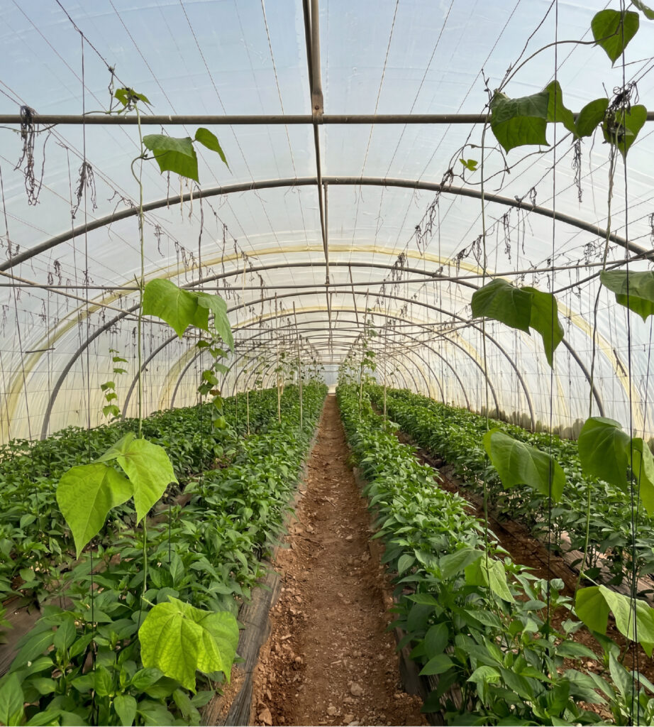 roots and fruits diala sweets about us image 03 roots and fruits diala sweets about us image 03